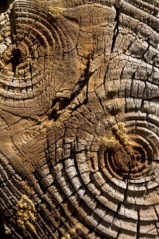 Abstract wood background
